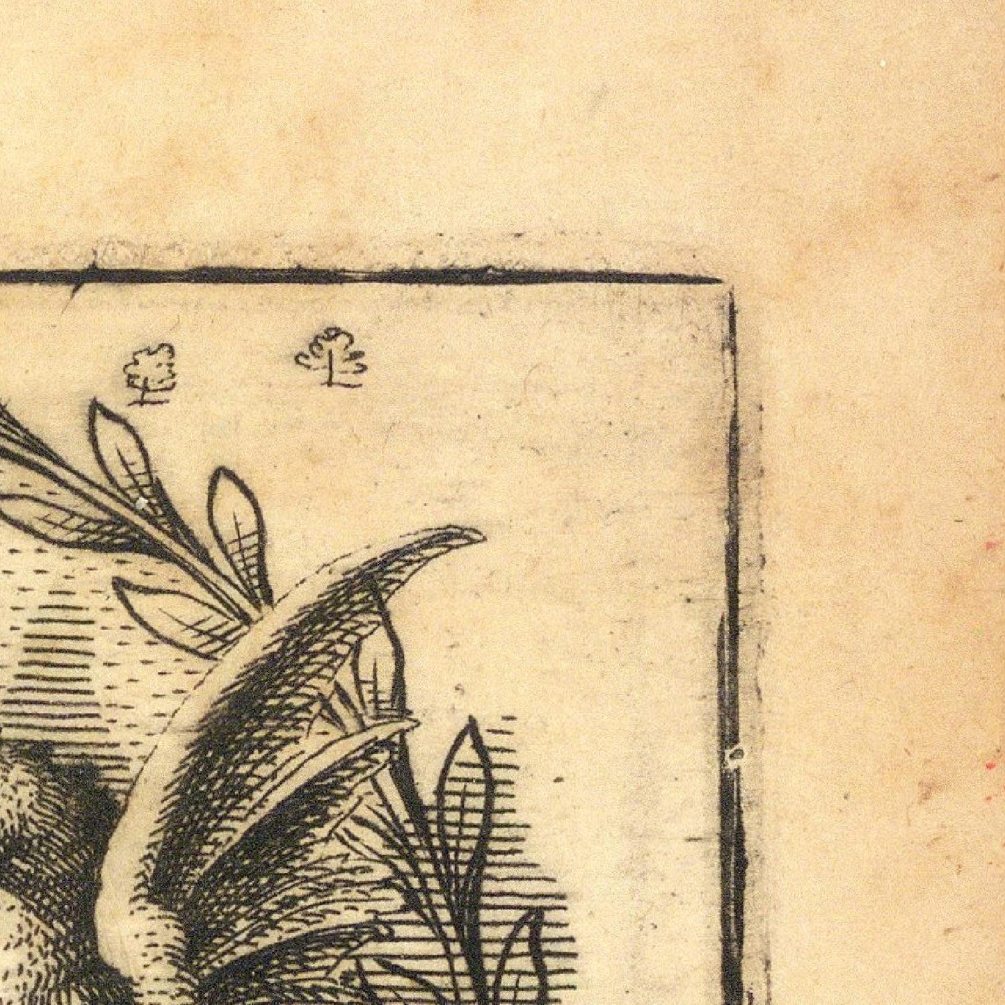 Vintage illustration of a plant on aged paper
