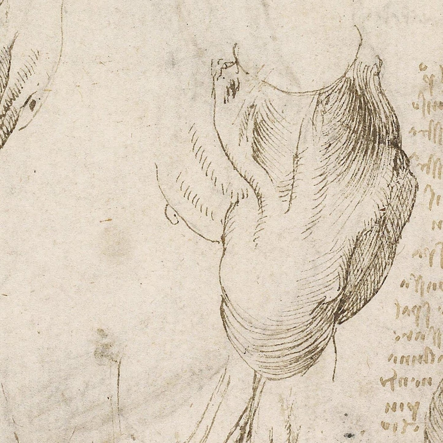 detail of the drawing reproduction from the centre