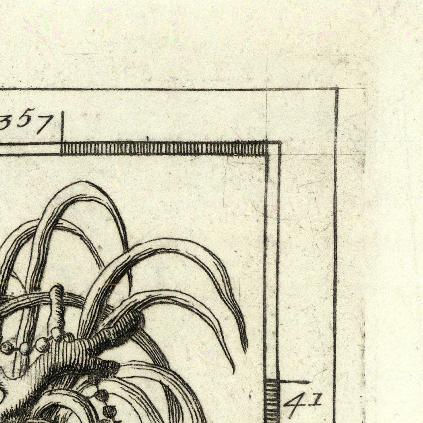 Vintage botanical illustration with measurements on a beige background