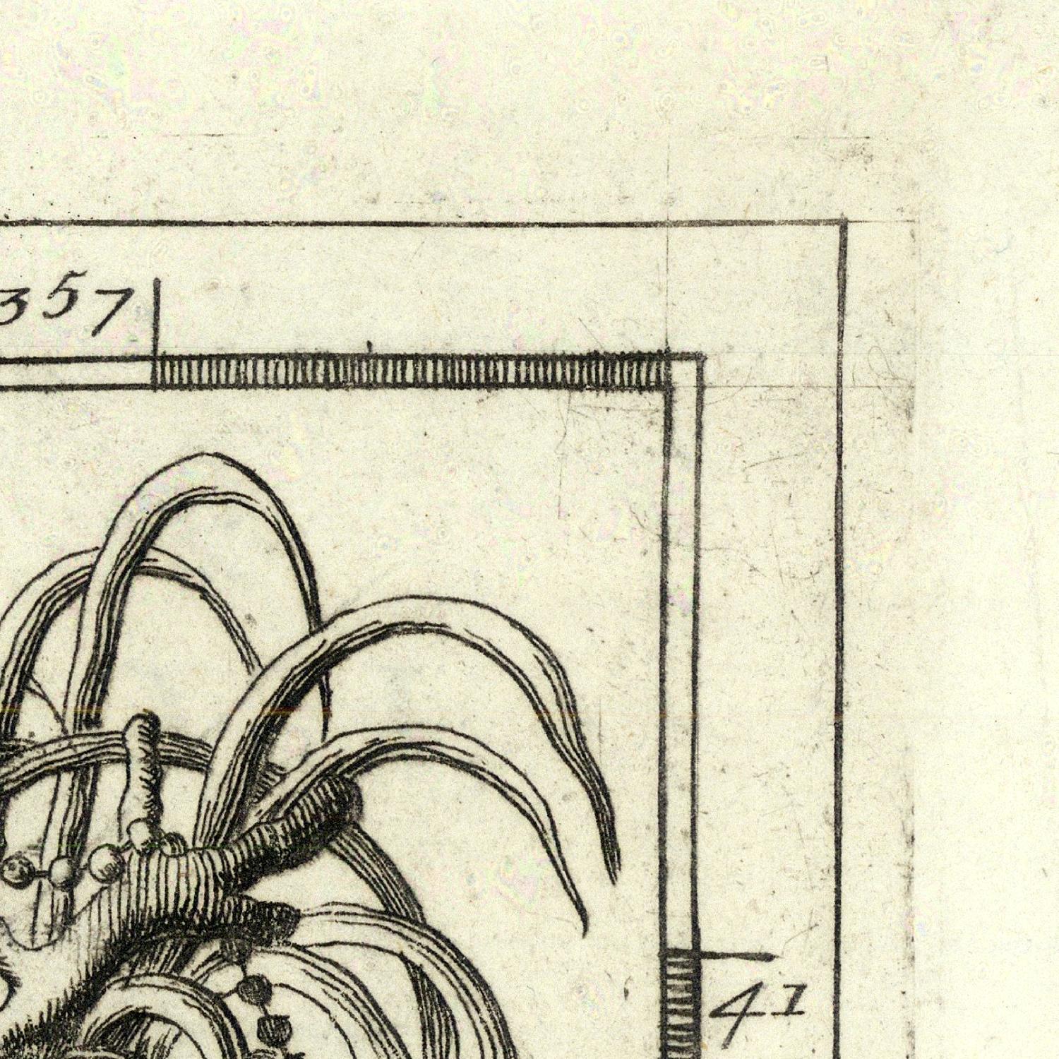 Vintage botanical illustration with measurements on a beige background