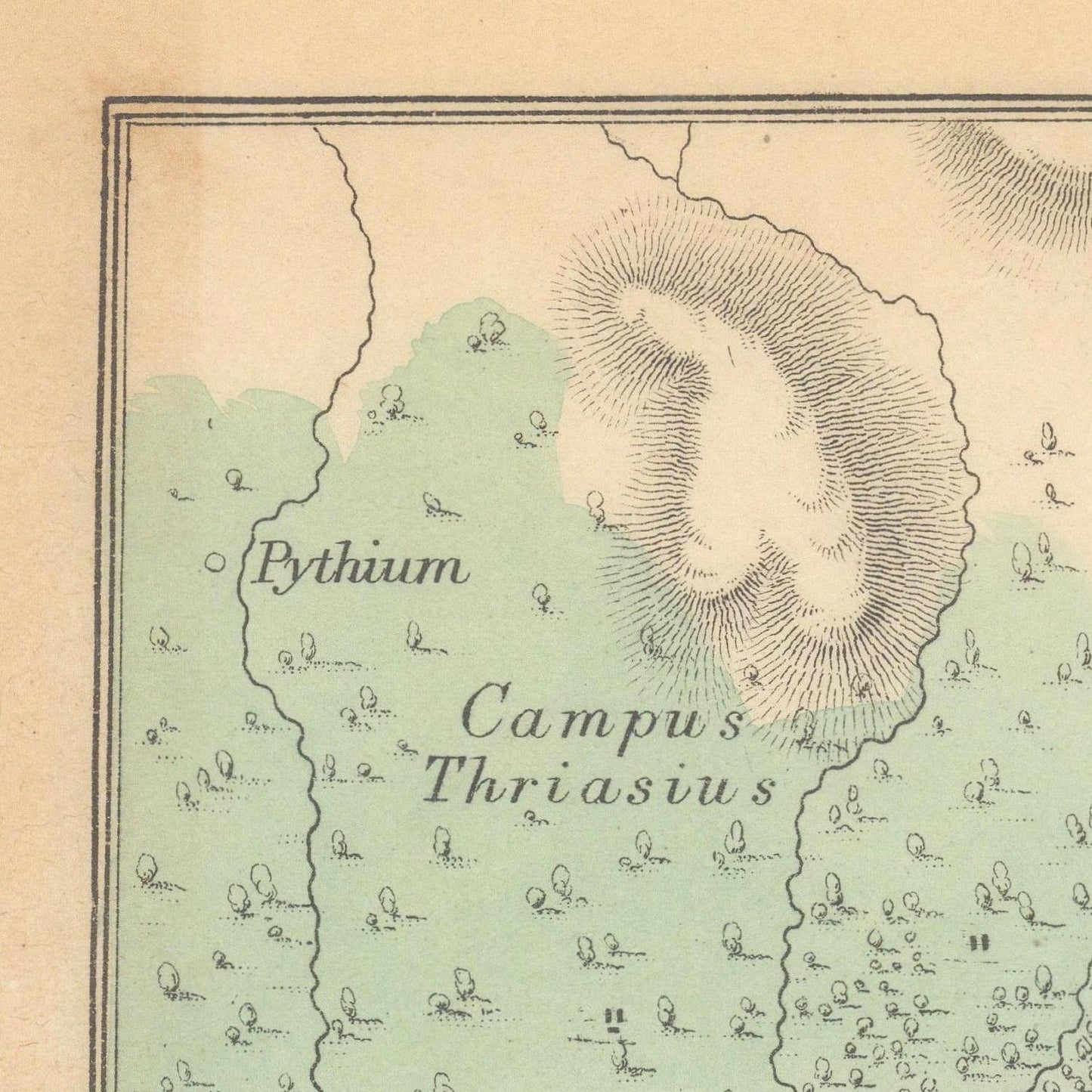 Vintage illustration of a plant labeled 'Pythium Campus Thriasius' on a textured background.