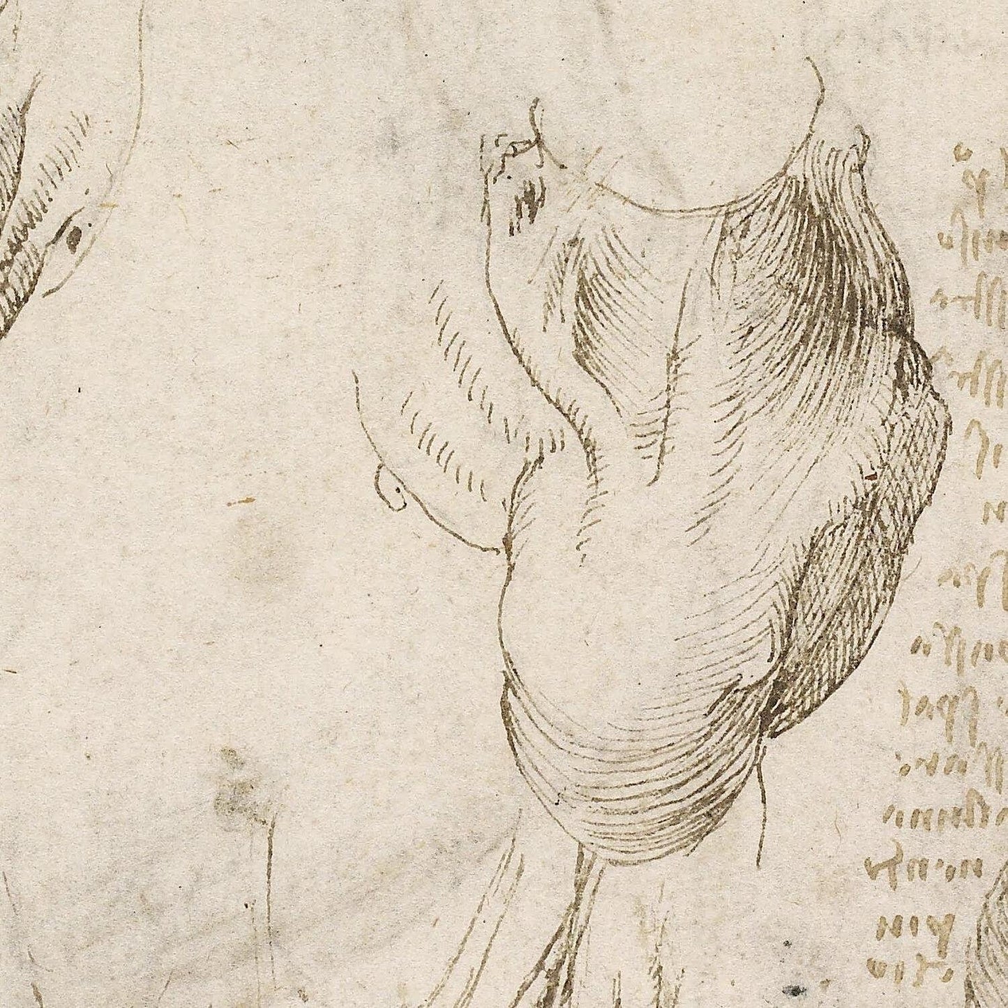 detail of the drawing reproduction from the centre 